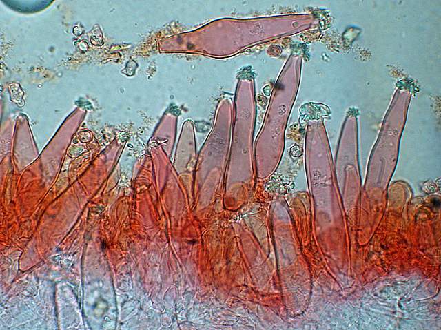 La  Flora  micologica  Alsaziana